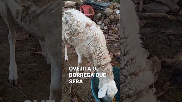 OVEJITA O BORREGA QUE SERA#shorts смотреть онлайн