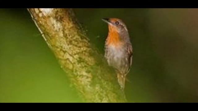 鹪鹩还在唱歌 朗诵 思佳 смотреть онлайн