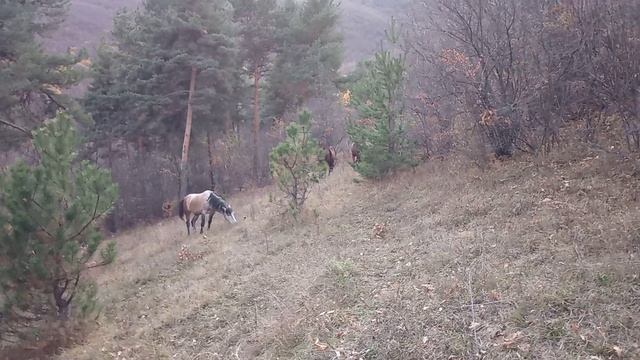4 Ноября... Лошадей считаем...(6) смотреть онлайн