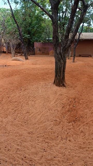 🦘 Кенгуру в вольере смотреть онлайн