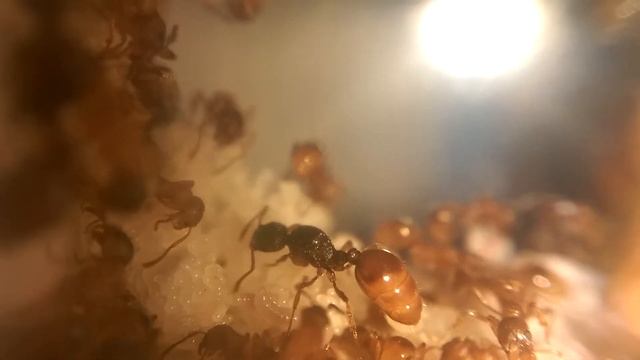 Варварские колонии 19.2. Мать семейства. смотреть онлайн