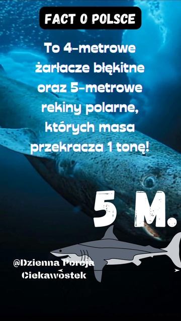 🐠 Rekiny w Bałtyku - sensacja czy powód do niepokoju? #shorts #ciekawostki смотреть онлайн