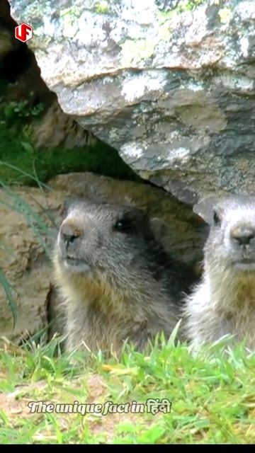 Marmot क्या है? #prairiedog #animals #mormot смотреть онлайн