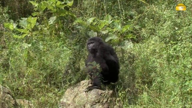 Nkuringo Gorilla Gruppe, Bwindi Nationalpark Uganda - © Abendsonne Afrika смотреть онлайн
