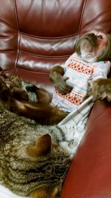 Мотя и котя🤭🍁#monkey #petmonkey #animal #обезьяна #макака #экзотика #зоо #питомец смотреть онлайн