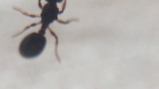 my myrmecina graminicola Queen has died смотреть онлайн