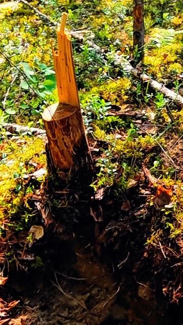 Забрать обязательно! #металлоискатель смотреть онлайн