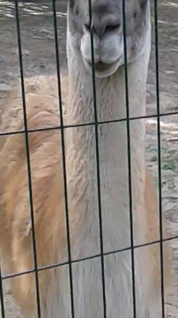 Макс и лама смотреть онлайн