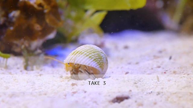 沖縄産シロサンゴヤドカリの反抗 смотреть онлайн