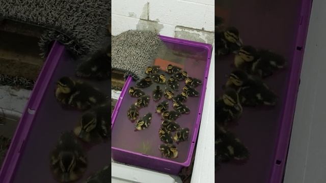 Mallard Ducklings - Wildlife Rehabilitation смотреть онлайн