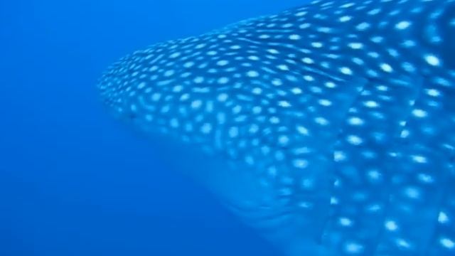 Whale_Shark.wmv смотреть онлайн
