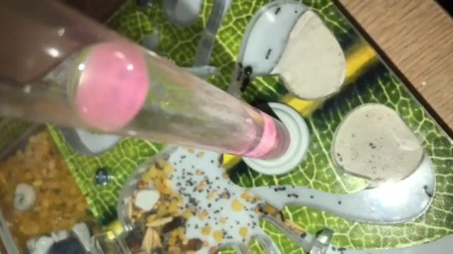 Муравьиная ферма без потерь переехала со мной в Анапу) Муравьи будут жить в отеле смотреть онлайн