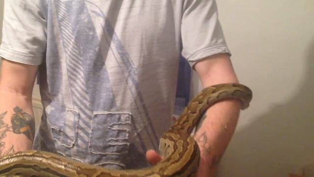 african rock python смотреть онлайн