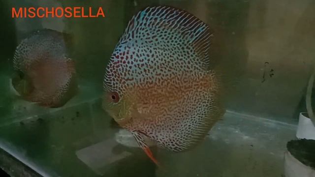 Discus Leopard Snake Skin смотреть онлайн