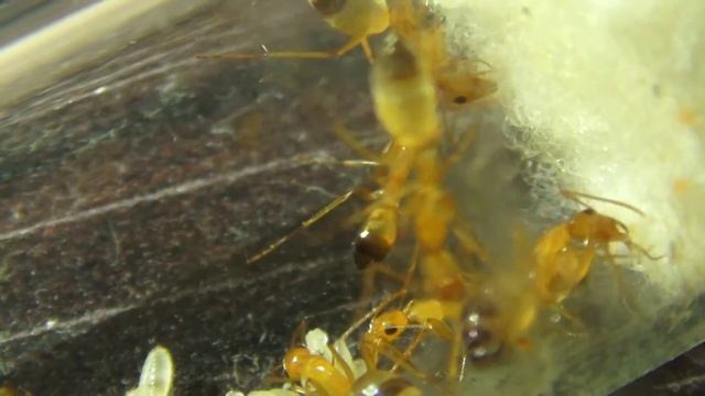 Camponotus pilicornis смотреть онлайн