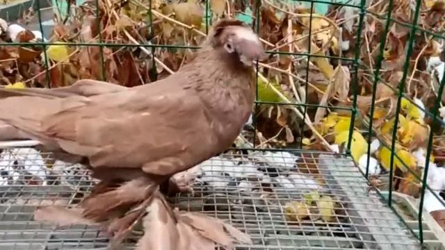 Кептерлер Голуби Pigeons смотреть онлайн