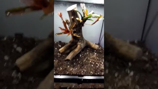 New Vivarium project for RANITOMEYA VANZOLINII Poison dart frogs смотреть онлайн