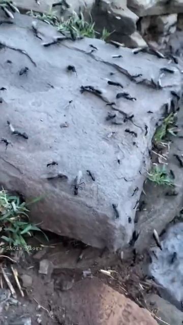 Sugar Ants 🐜 come out in Monsoon смотреть онлайн