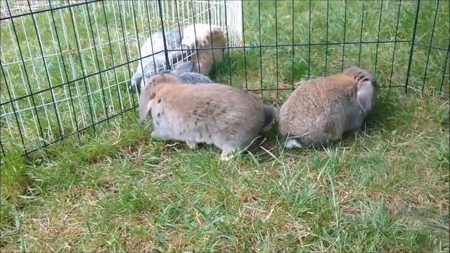 Preventing, Curing, and Signs of Heat Stroke in Rabbits смотреть онлайн