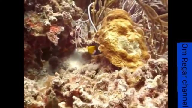 The Most Beautiful Angel Fish by Om Regar смотреть онлайн