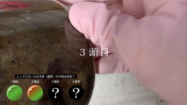 ６話【色の遺伝】クワガタにもメンデルの法則は適用されるのか検証中。ニジイロクワガタ /彩虹鍬形蟲 ( Phalacrognathus muelleri ) 途中経過 смотреть онлайн