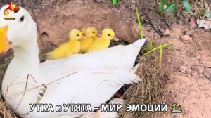 Утка и Утята – мир нежных эмоций 🦆🤗❣️часть (24)