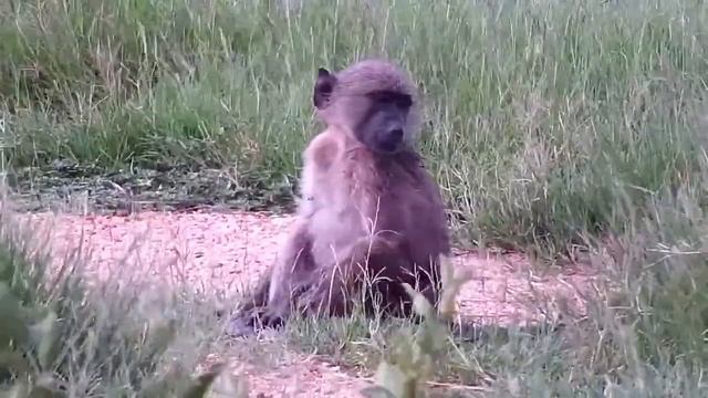 Djuma: Baboon young teen with injury on left hip area - 16:25 - 12/26/2022 смотреть онлайн