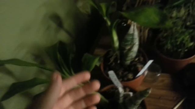 No ID bulbophylum bloom смотреть онлайн