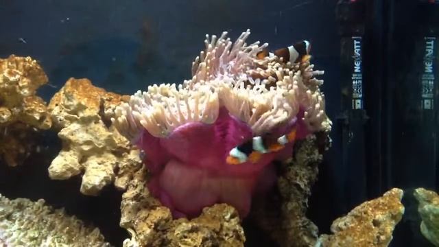 More ritteri h. Magnifica providing shelter for my half bla смотреть онлайн
