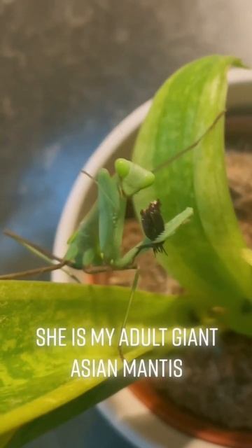 Giant Asian Mantis Eating | Hierodula Membranacea 💚 #giantasianmantis #giantmantis #prayingmantis смотреть онлайн