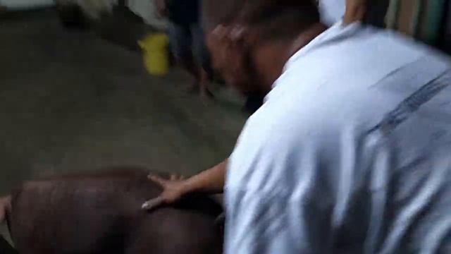 19 Baboy mula sa Real, Quezon | 1300 + Kilo смотреть онлайн