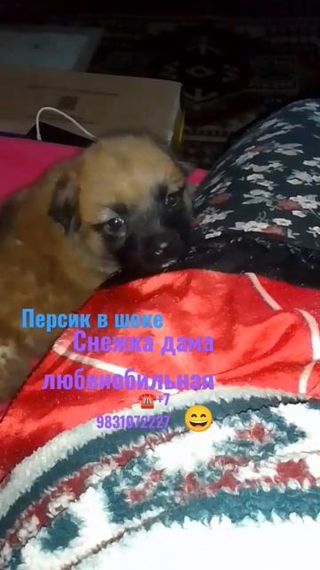 Домашний Приют для брошенных животных 🙏 смотреть онлайн