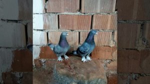 ТУРЕЦКАЯ ТАКЛА ГОЛУБИ У ЮДЖЕЛ (АНТАЛЬЯ)