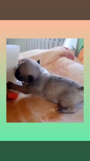 Соска - стаканчик, поилка для кормления малышей https://www.facebook.com/groups/365787621030778 смотреть онлайн
