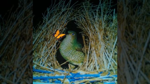 Страшный анекдот! смотреть онлайн