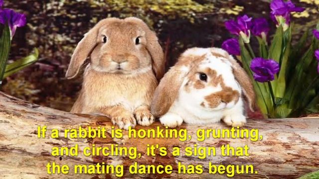 Rabbit Sounds Mating смотреть онлайн