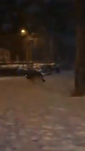 Выгул волка в парке Гагарина смотреть онлайн