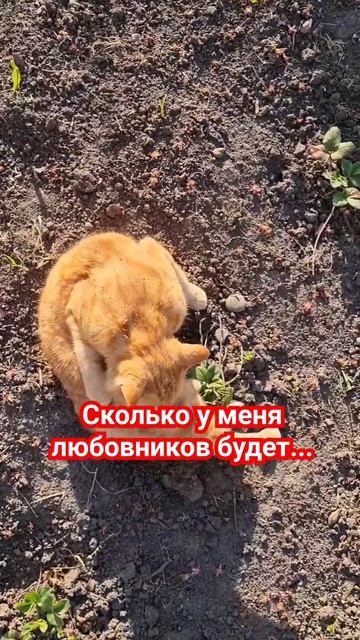 #кошки #юмор #cat #животные #кот #весело #котики #прикол #котик #любовник #кукушка #смех # смотреть онлайн