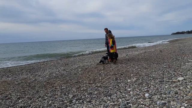 собака Абхазия Чёрное море смотреть онлайн