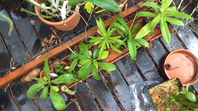 nepenthes 5 7 2015 смотреть онлайн