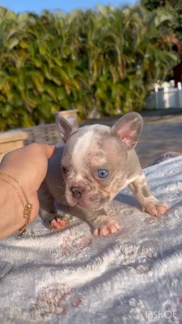 Sire Merle lilac Frenchie смотреть онлайн