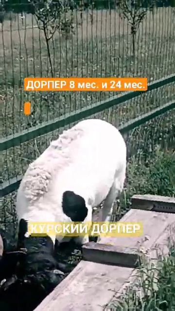 ДОРПЕР. Бараны. смотреть онлайн