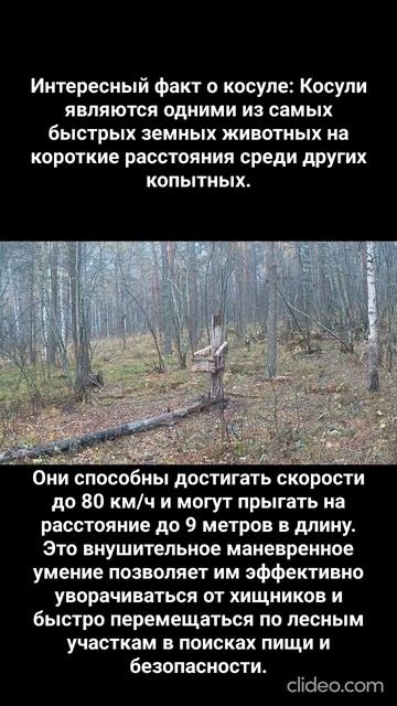 Осенний утренний обход косули #природа #nature #релакс #лес #утро #косуля #солонец смотреть онлайн