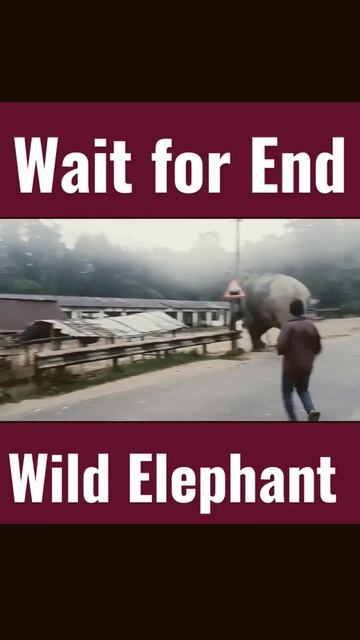 Wild Elephant National Highway road cross #shorts #short #viral #trending #youtubeshorts #youtube смотреть онлайн
