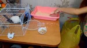 Как ухаживать за морской свинкой