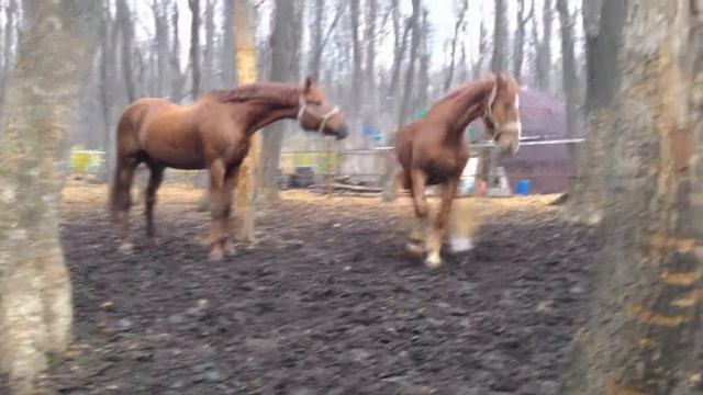 Horse смотреть онлайн