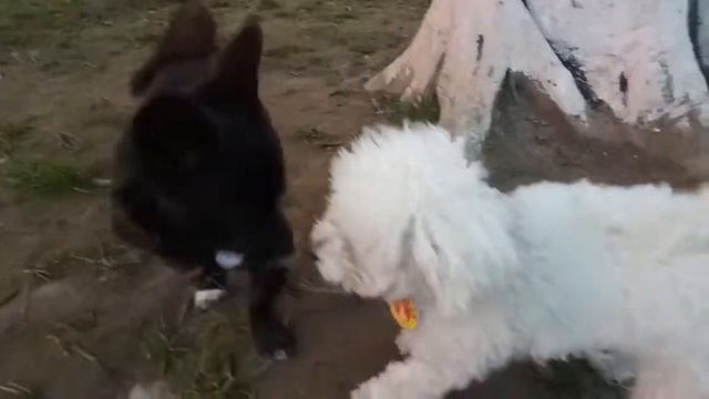 Сяу-джё-бэр , так зовут мою собаку смотреть онлайн