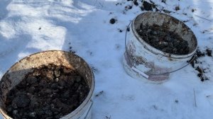 свежий куриный помет как удобрение избавляет от медведки, проволочника и от многих вредителей