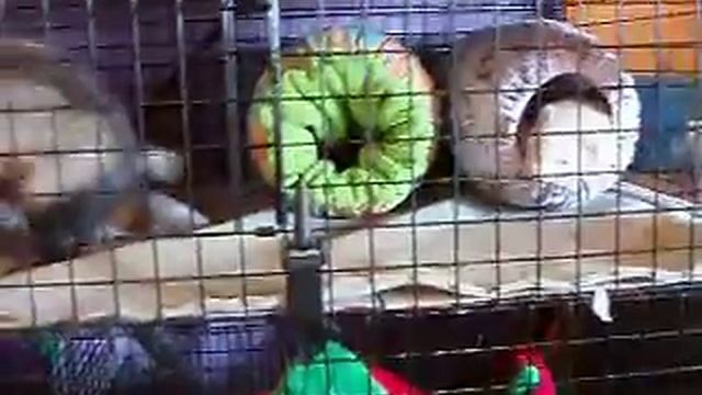 Updated tour of the ferret cage and the wonders of wood stove pellets! смотреть онлайн