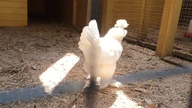 куры такие разные, инфернальные и нежные(2) смотреть онлайн